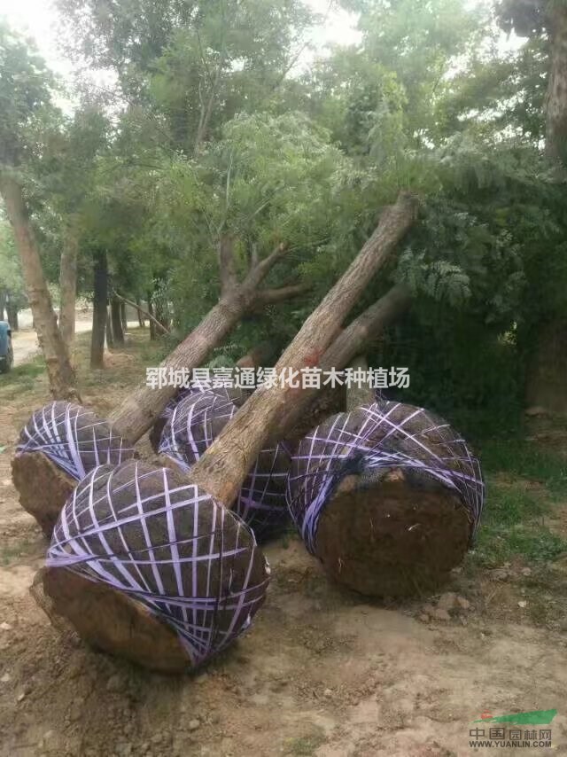 地徑25公分國(guó)槐 20公分國(guó)槐