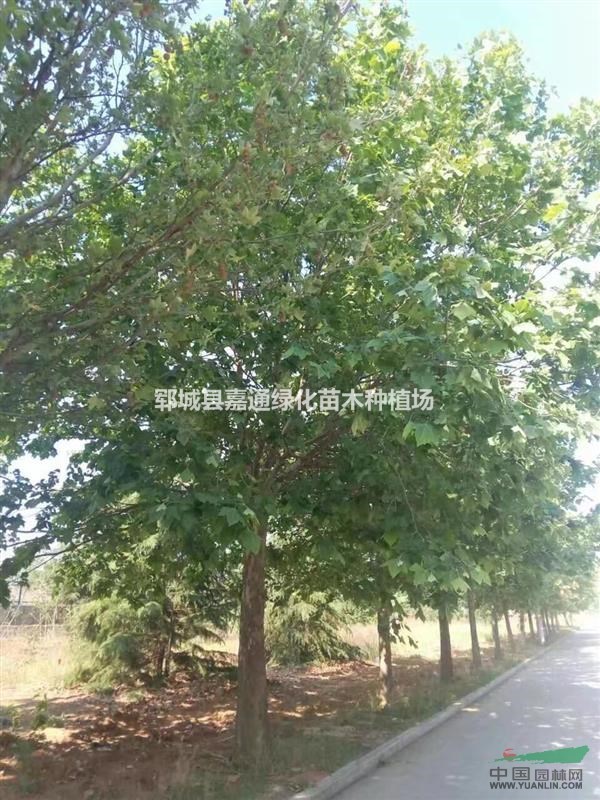 供應胸徑18公分法桐