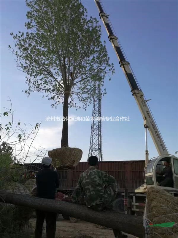 山東濱州沾化白蠟基地大量供應18公分老白蠟