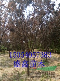 柳樹(shù)基地30公分黃垂柳價(jià)格落實(shí)