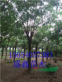 柳樹(shù)基地30公分黃垂柳價(jià)格落實(shí)