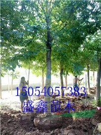山東柳樹基地28公分旱柳價格落實