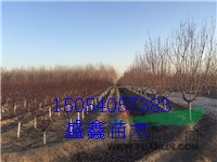 山東白蠟基地17公分白蠟價(jià)格落實(shí)