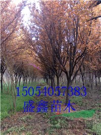 山東柳樹基地7公分旱柳新的價格