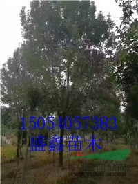金葉榆基地10公分榆樹價格落實