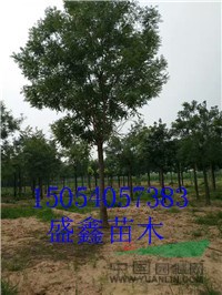 金葉榆基地10公分榆樹價格落實