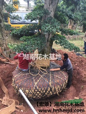 優(yōu)質(zhì)老式欏木石楠-中華石楠-湖南土石楠大樹批發(fā)供應-宏景公司