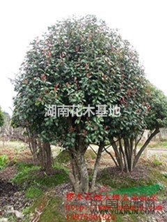 優(yōu)質(zhì)老式欏木石楠-中華石楠-湖南土石楠大樹批發(fā)供應-宏景公司