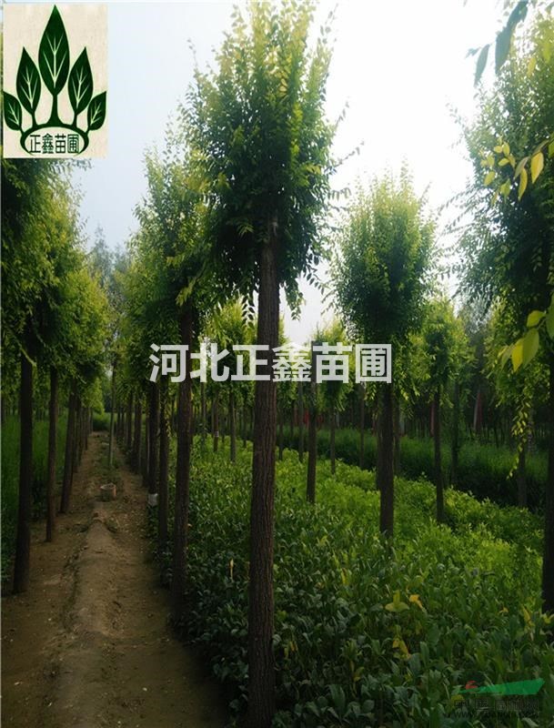  河北保定10cm金葉榆價格