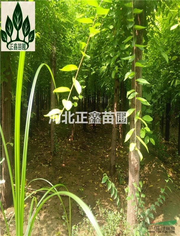  河北保定10cm金葉榆價格