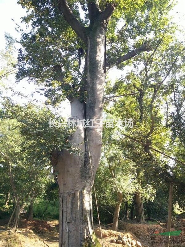 长兴林城提供80公分沙朴树