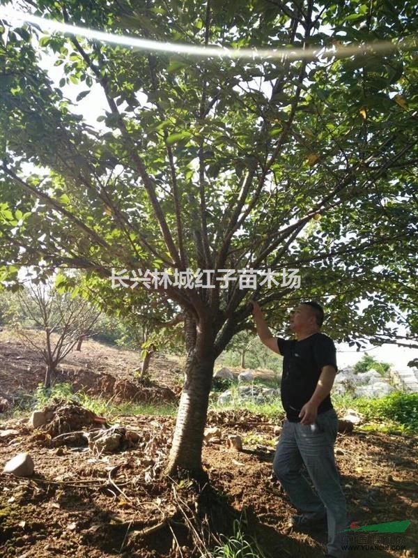 浙江湖州长兴提供晚樱