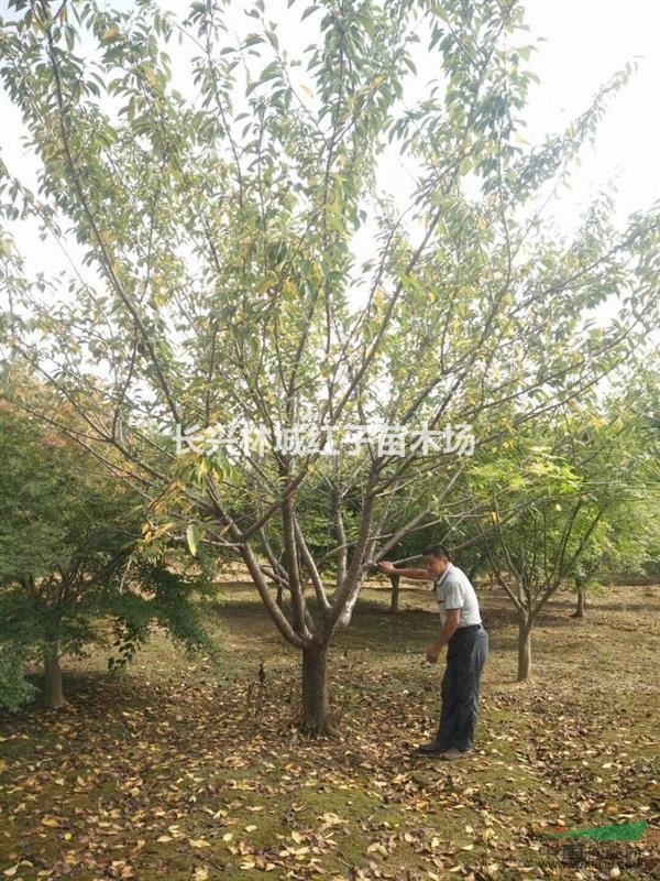 浙江湖州长兴提供晚樱