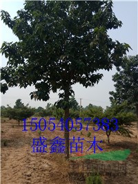 合歡基地30公分合歡價(jià)格查詢