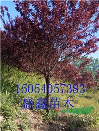 金葉榆基地3公分金葉榆價(jià)格落實(shí)