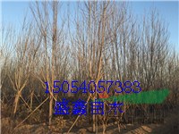 山東柳樹基地30公分青垂柳價格