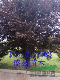 山東柳樹(shù)基地3公分垂柳具體價(jià)格