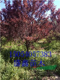 山東柳樹(shù)基地3公分垂柳具體價(jià)格
