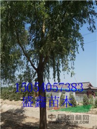 山東柳樹(shù)基地6公分旱柳具體價(jià)格