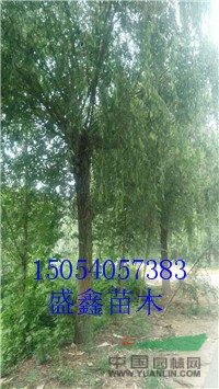 山東柳樹(shù)基地6公分旱柳具體價(jià)格