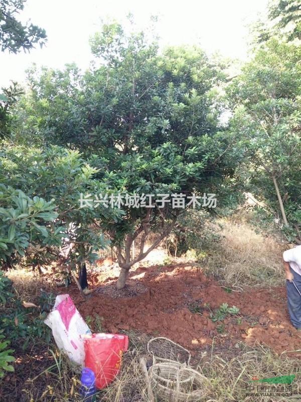 浙江泗安苗木之都3米杨梅开挖