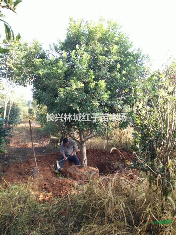 浙江泗安苗木之都3米杨梅开挖