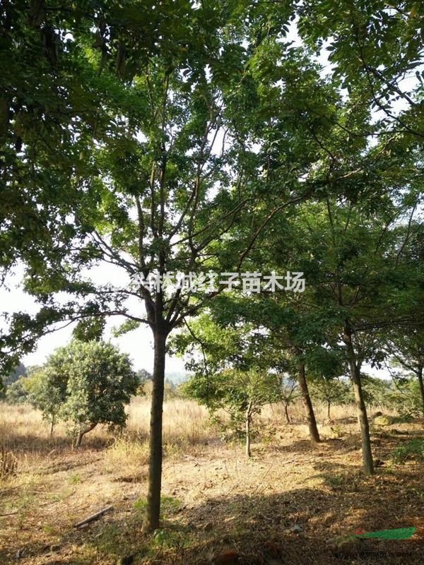 浙江提供12-18皂角树量大