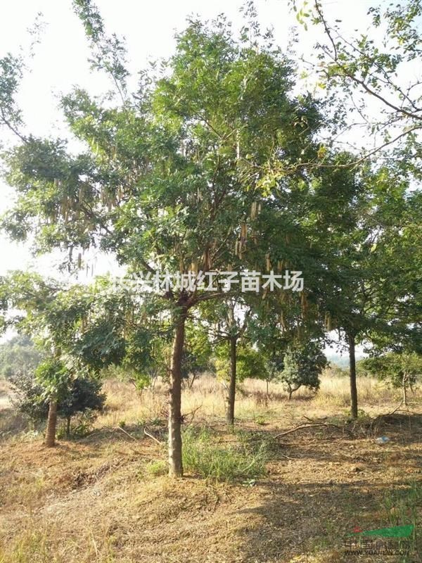 浙江提供12-18皂角树量大