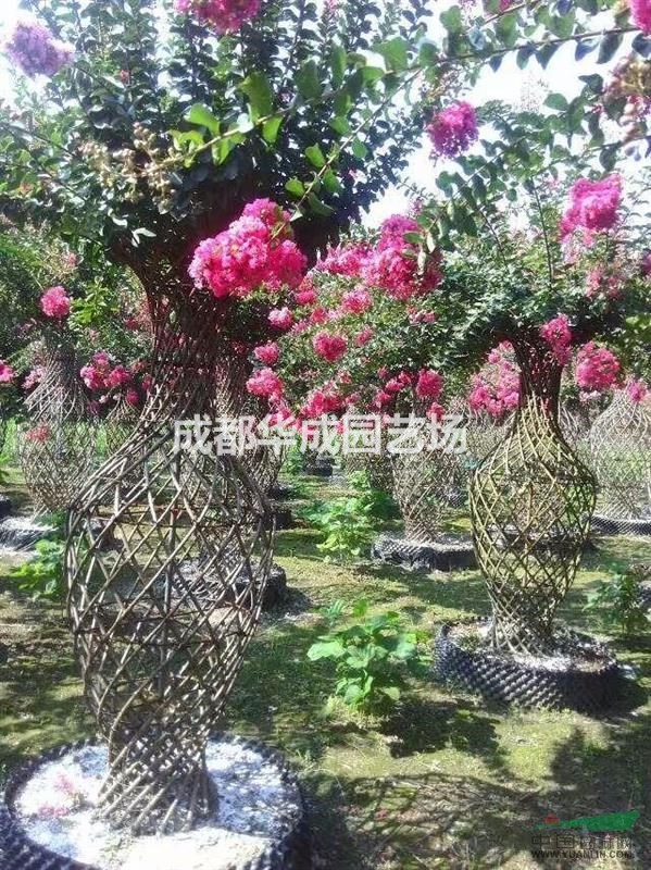 成都地区供应紫薇花瓶