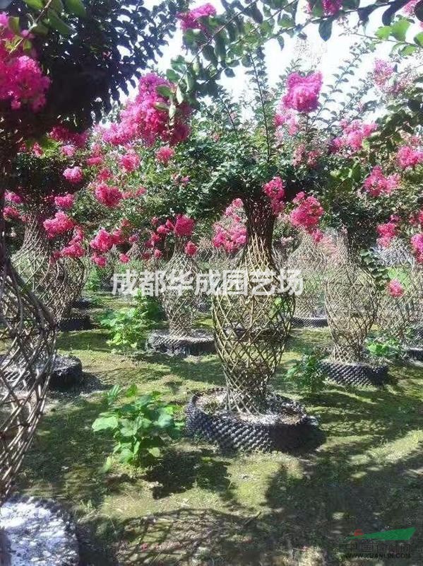 成都地区供应紫薇花瓶