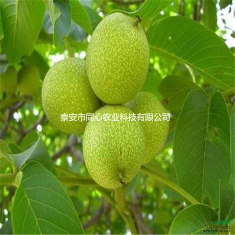 核桃苗管理技術(shù)嫁接核桃苗 遼河核桃苗栽培管理