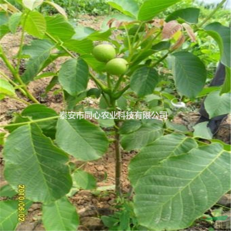 核桃苗管理技術(shù)嫁接核桃苗 遼河核桃苗栽培管理