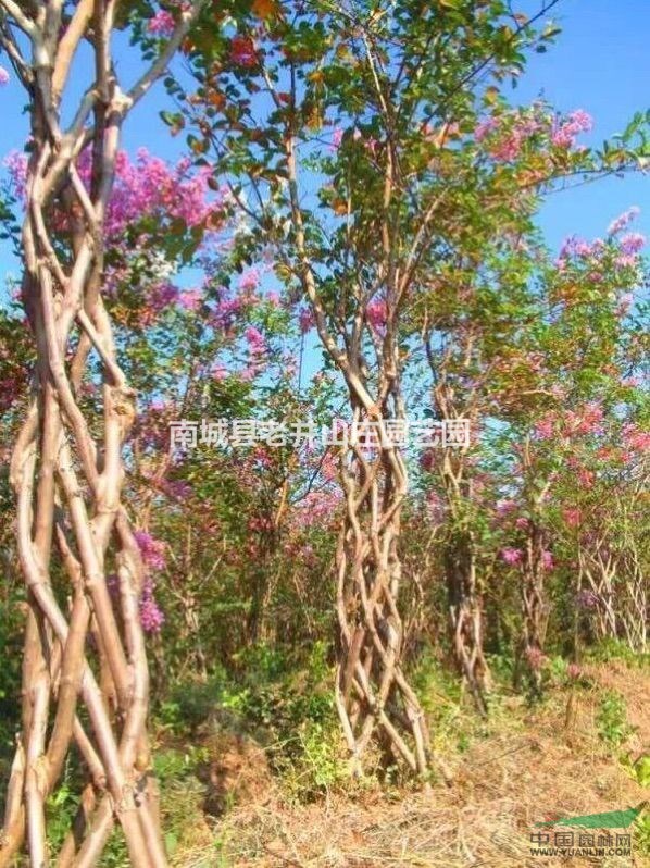 造型紫薇    常年提供各種景觀名貴苗木