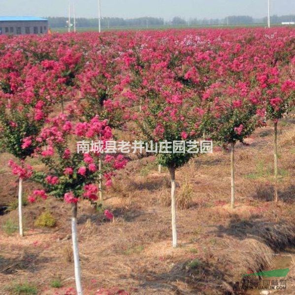 造型紫薇    常年提供各種景觀名貴苗木