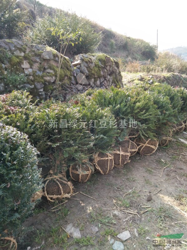 紅豆杉球型