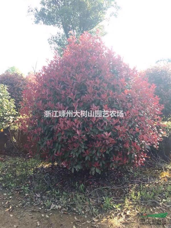 紅葉石楠球供應