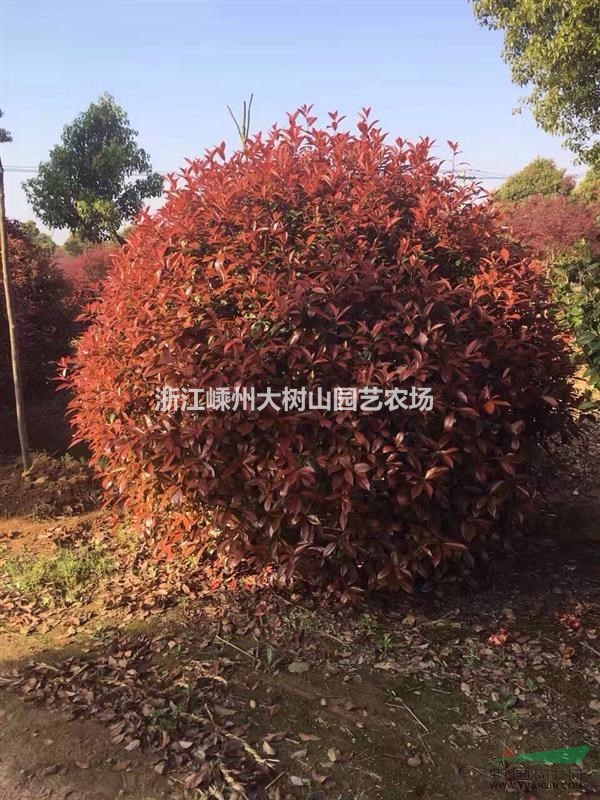 紅葉石楠球供應