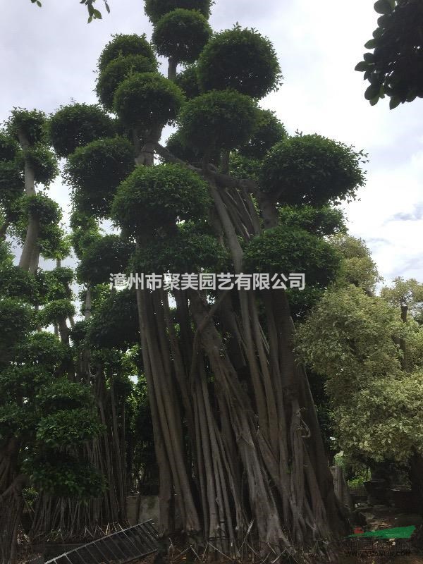 福建地區(qū)供應(yīng)榕樹樁景