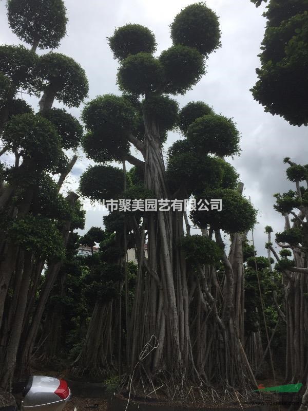 福建地區(qū)供應(yīng)榕樹樁景