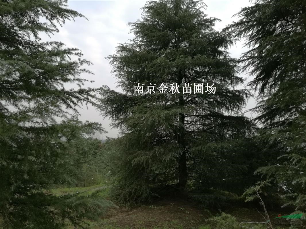 胸徑18公分/20公分雪松價格
