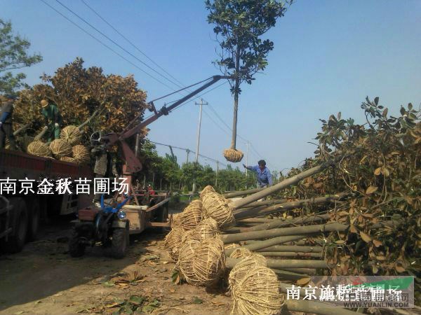 米徑8公分廣玉蘭上車價格
