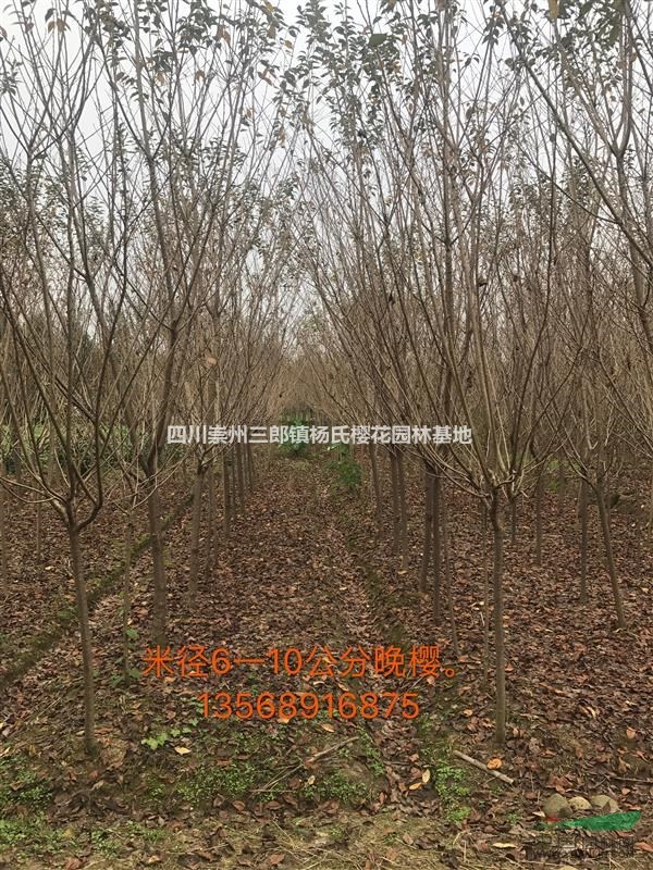 晚櫻2--30