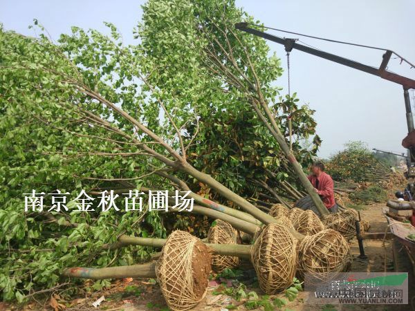 胸徑10/12公分大葉女貞裝上車多少錢