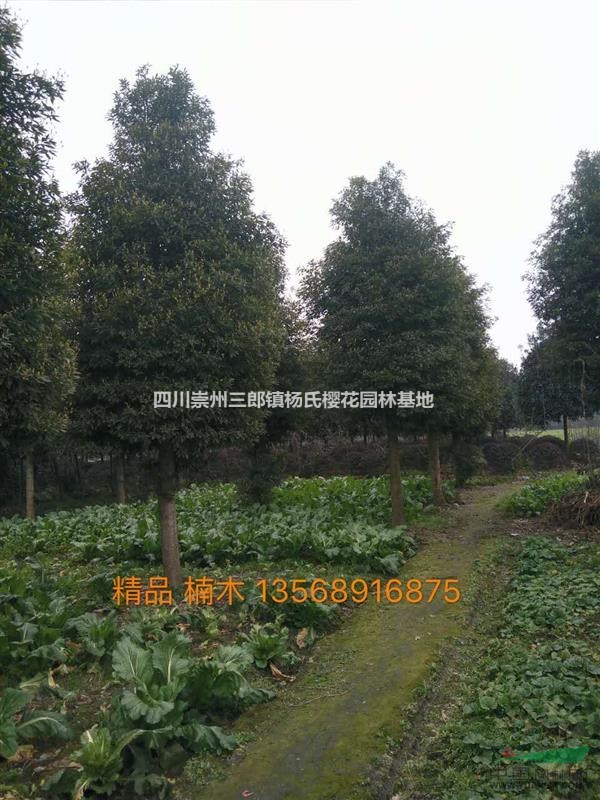 成都地區(qū)供應(yīng)精品楨楠12-16CM
