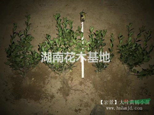 低價(jià)直銷(xiāo)大葉黃楊小苗，湖南四季青小苗100萬(wàn)棵