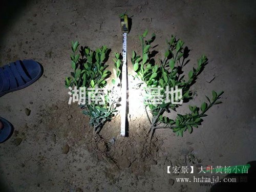 低價(jià)直銷(xiāo)大葉黃楊小苗，湖南四季青小苗100萬(wàn)棵