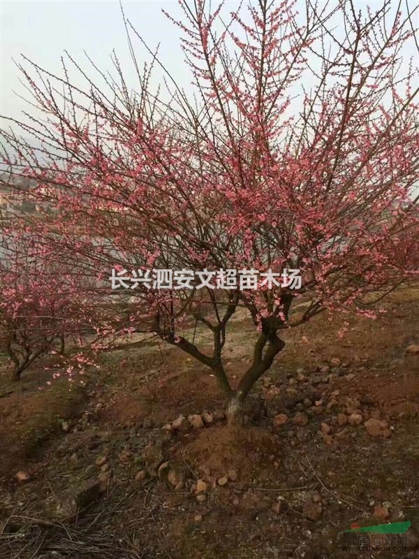 浙江長興供應14,15公分兩年到四年嫁接紅梅（骨里紅）