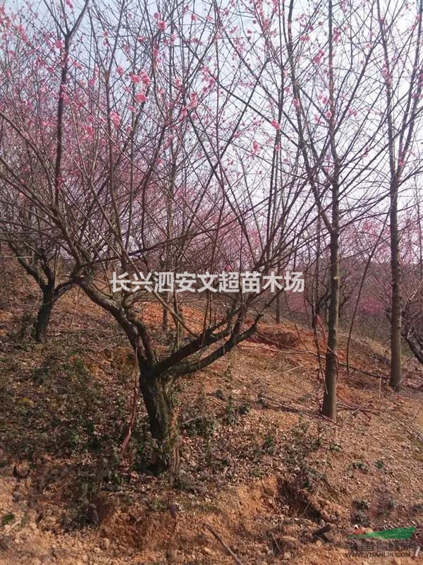 浙江長興供應14,15公分兩年到四年嫁接紅梅（骨里紅）