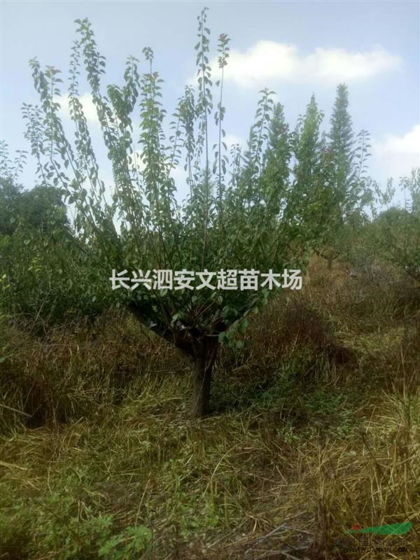 浙江長興供應14,15公分兩年到四年嫁接紅梅（骨里紅）