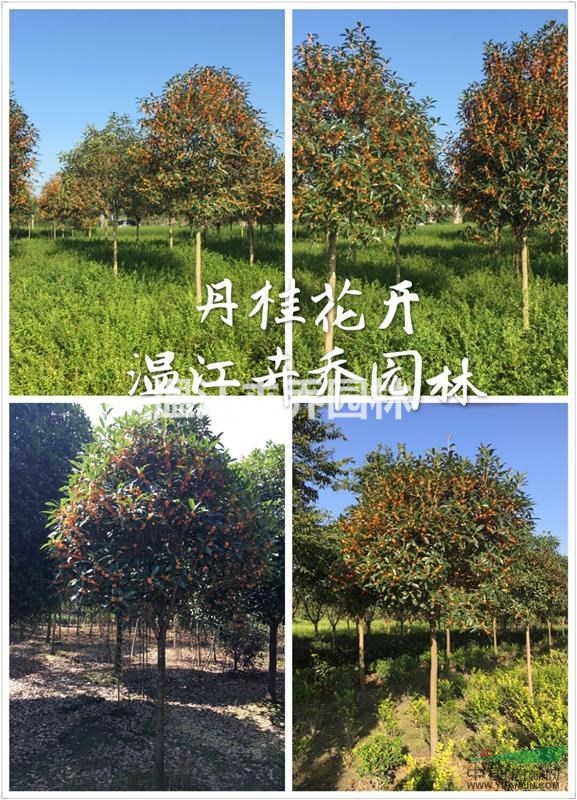 溫江精品丹桂基地供應(yīng)10至12公分精品丹桂